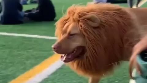 Lion dog