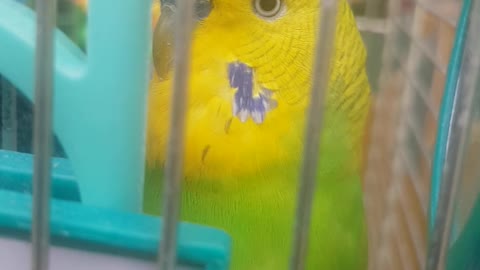 Johnny the budgie.