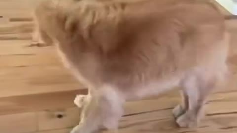 They are so cute dogs. I love them so much