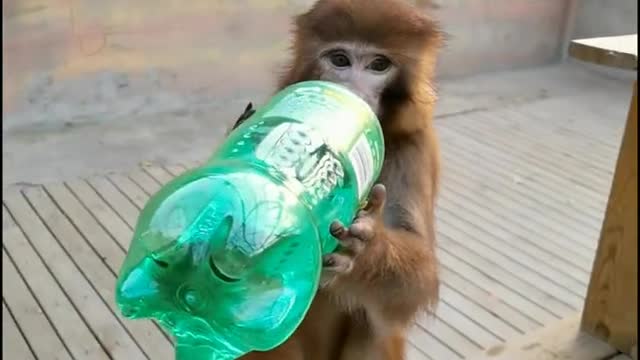 little monkey drinking sprite