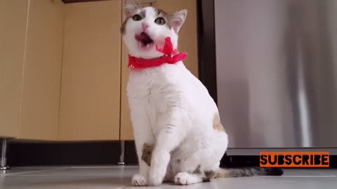 Cute funny cat can’t stop loving herself