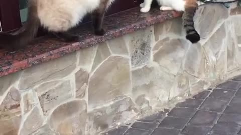 Fight between cats)))