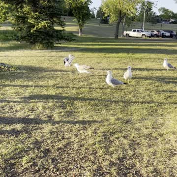 Hungry seagulls. In Rundle park