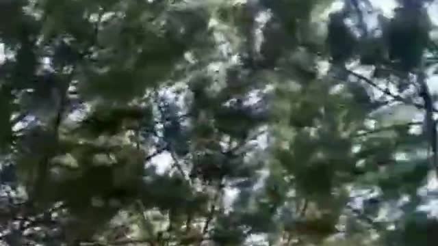 Fireworks,forest and nature