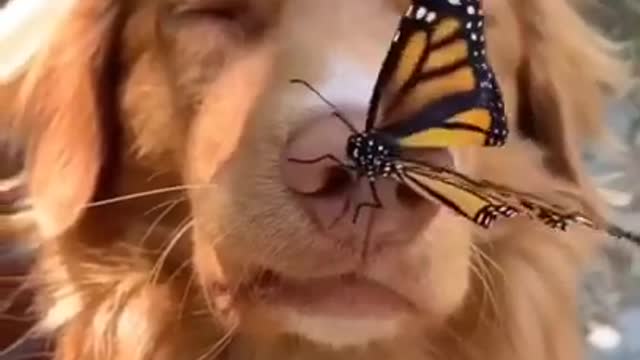 Cute Puppy and butterfly