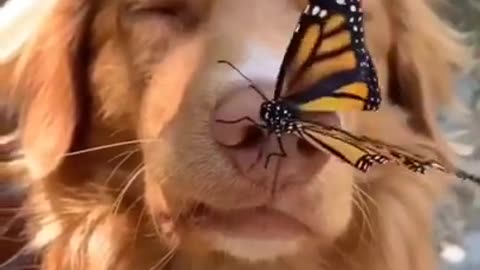 Cute Puppy and butterfly