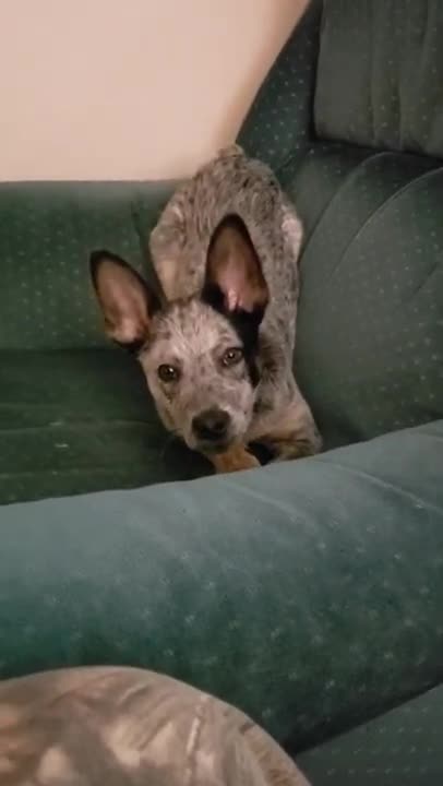 Just doing what pups do.