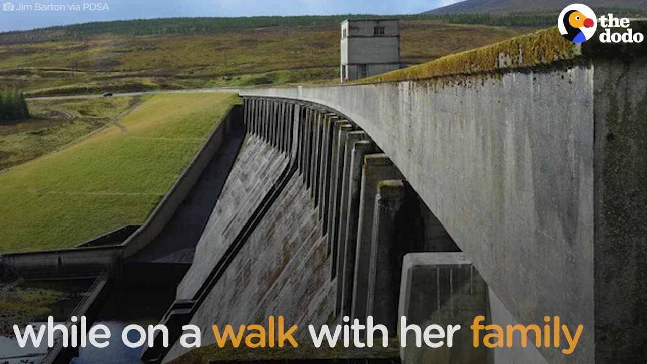 Dog Who Fell Down A Dam Wins A Special Award