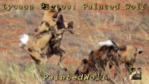 African painted wolf (Lycoan pictus, 1827 J. Brookes)_Cut.mp4