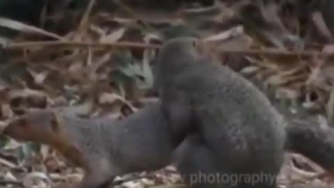 Wildlife in closer view with a natural perspective.