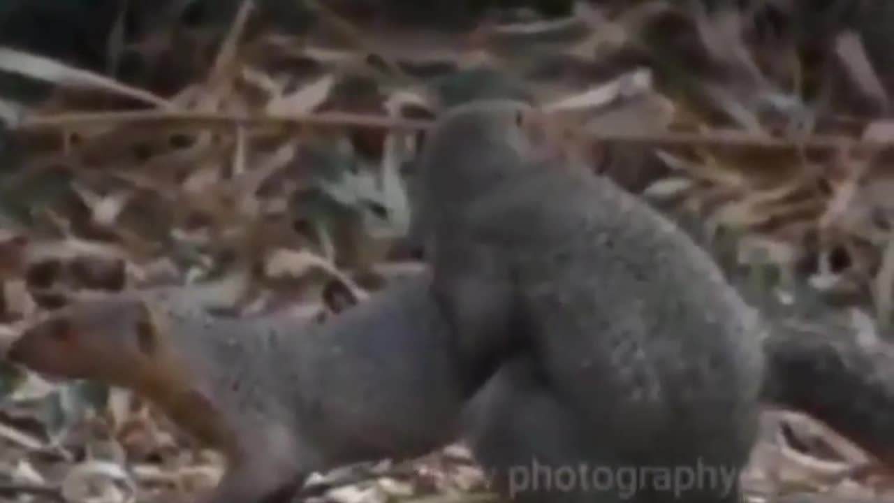 Wildlife in closer view with a natural perspective.