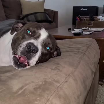 Pit Bull sings along to owner's harmonica solo