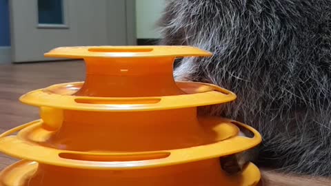 Raccoon's new toy