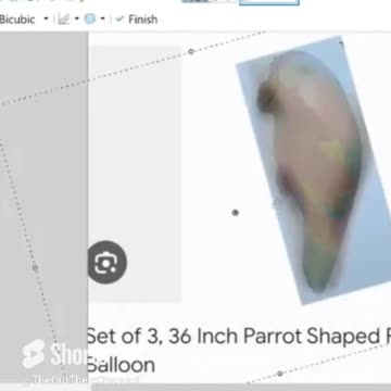 #cockatoo #helium #balloon filmed comparison from video to match