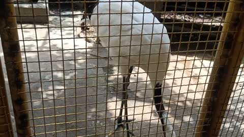 This red-crowned crane is eating