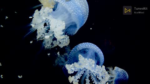 beauty under water