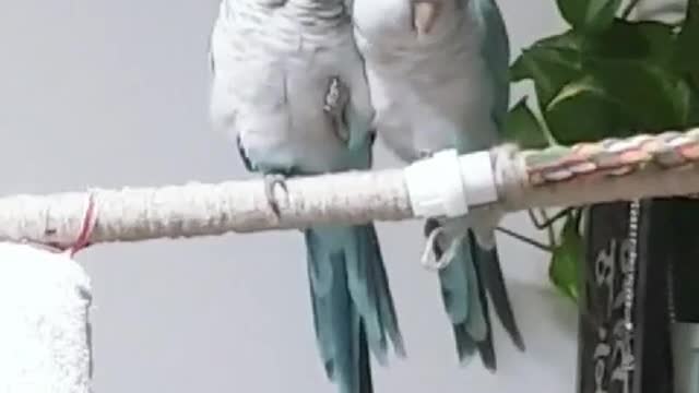 We are a couple parrot. Parrots that take care of each other.