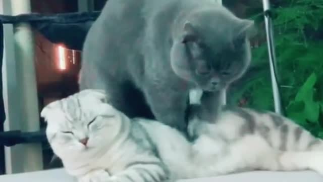 funny video