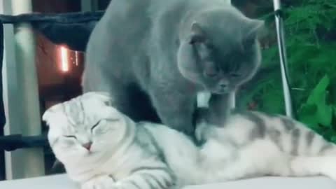 funny video