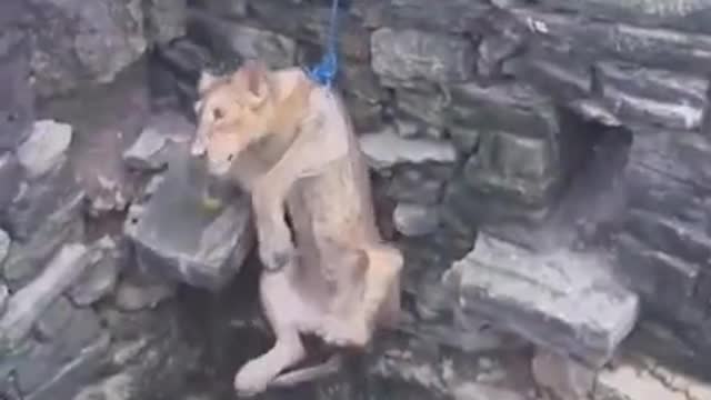 The journey to rescue Fell down LION..