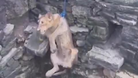 The journey to rescue Fell down LION..