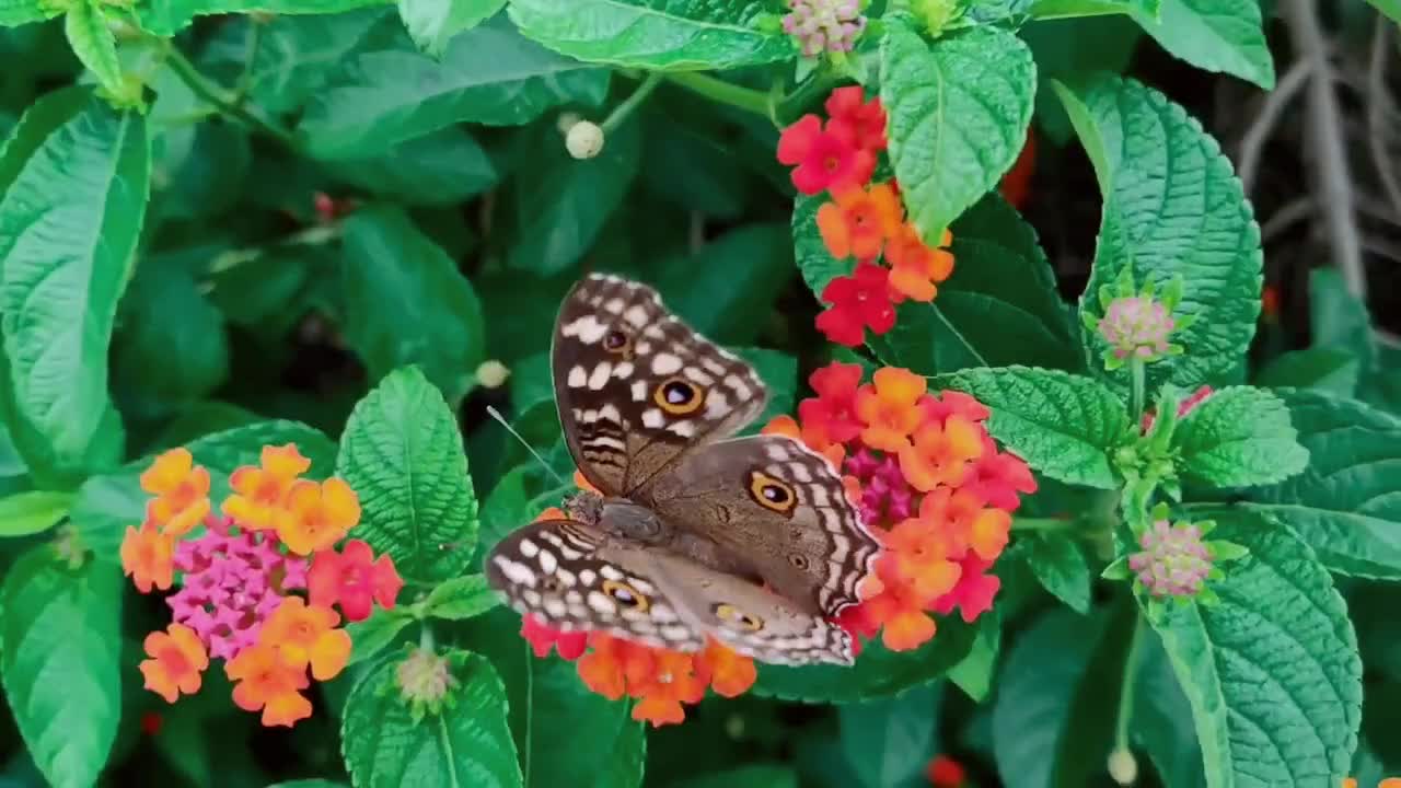 Beautiful butterfly