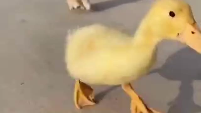 puppy dog plays with duck