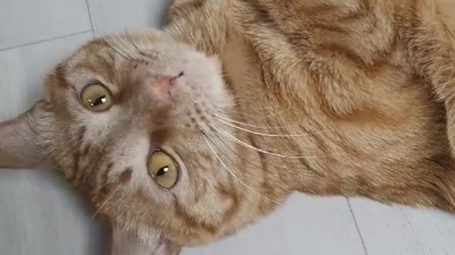 Cute cat lying down