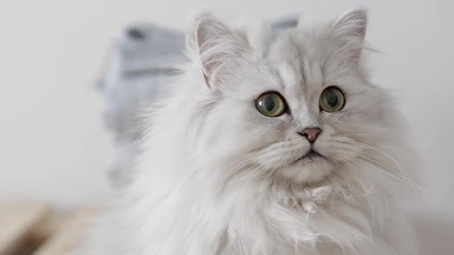 A cat with thick and cute hair