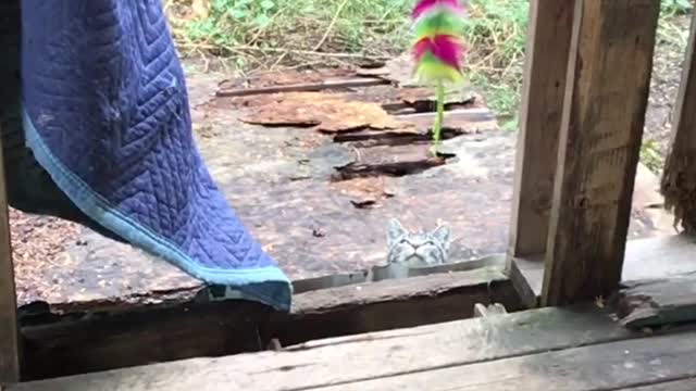 feral cutie cat with feather slo mo hd