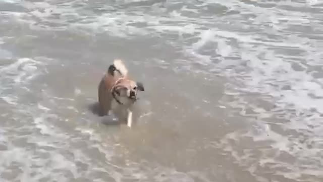 Dog riding wave