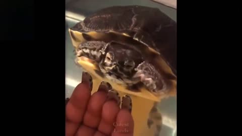 💗 Cute And Funny Pets |Try Not To Laugh To These Pets Compilation 💗