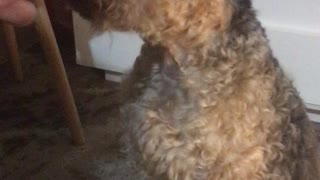 Oscar enjoys snacks and watches Aaron Rodgers on Newsmax