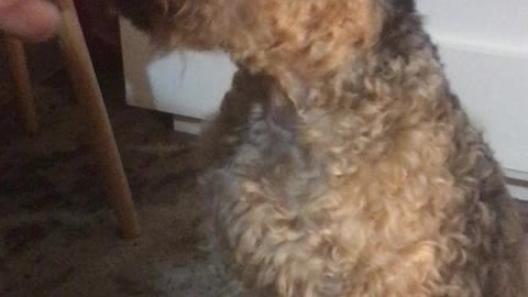 Oscar enjoys snacks and watches Aaron Rodgers on Newsmax