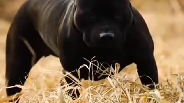 Black Pitbull