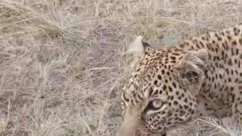 leopard passing nearly from Safari vans