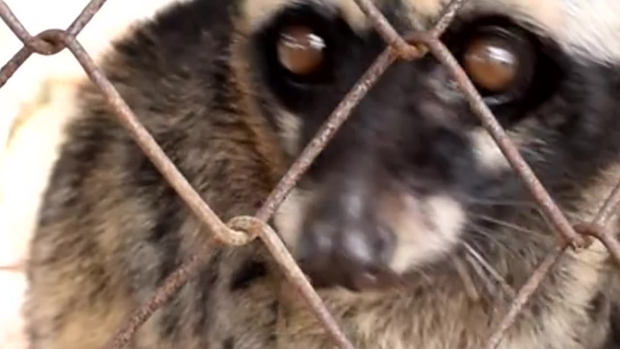 Facts About African Civet