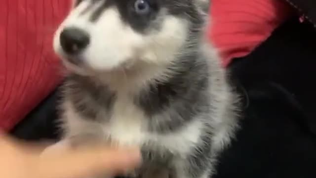 nice Husky