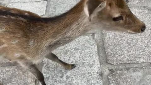 Cute baby deer at Osaka Deer Park in Japan