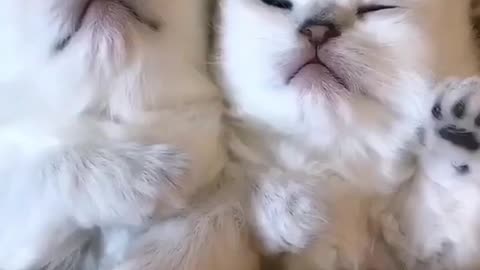 Cuddles 💞