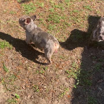 Lilac Merle French bulldog Bingo plays with his little friend !