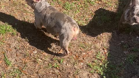 Lilac Merle French bulldog Bingo plays with his little friend !