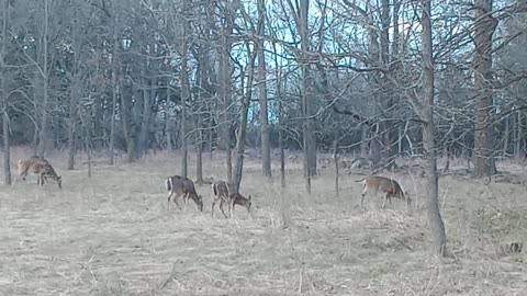 Part 2 Deer in Field Park Somewhere WI