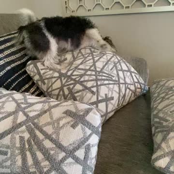 Cute Puppy Dries Herself Off with Pillows After Bath