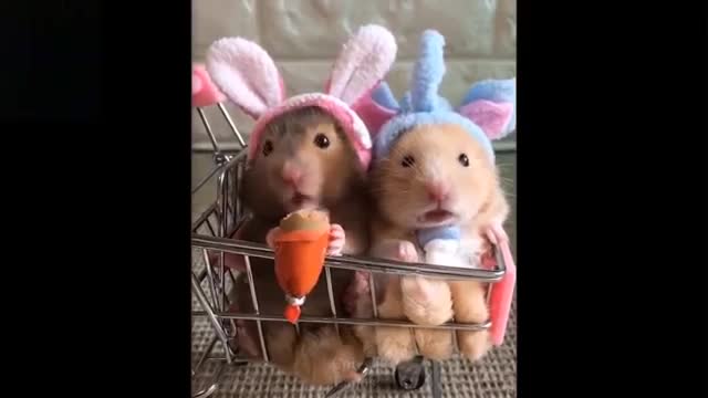 Animals go crazy funny videos