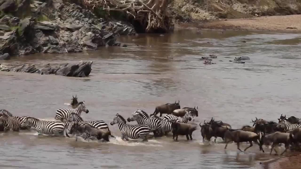 Survival of the fittest: Elephant Vs Crocodile territory battle