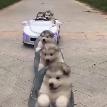 PETS NEVER LIE ABOUT LOVE-45 #shorts