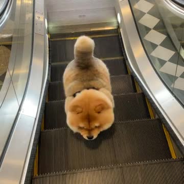 Pup adorably confused by broken escalator
