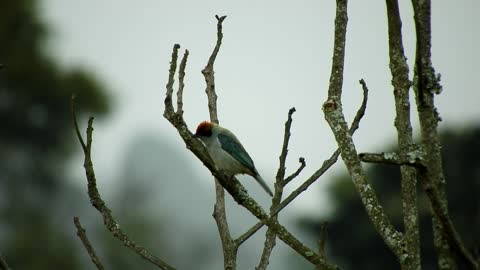 1 Hour of Calming Music with Scenic Wildlife!