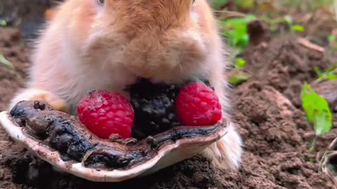 The little bunny eats blackberries.